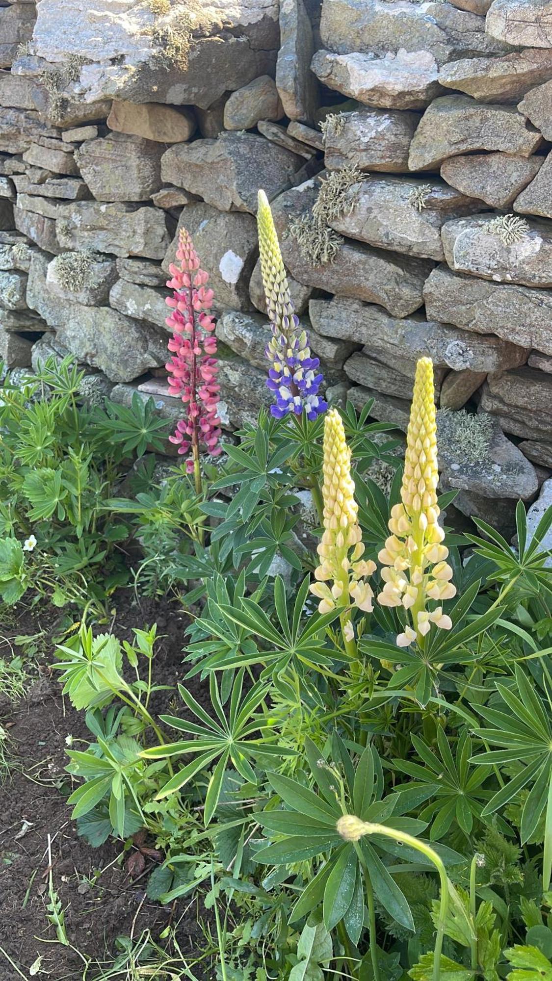 The View Bed & Breakfast Lahinch Bagian luar foto